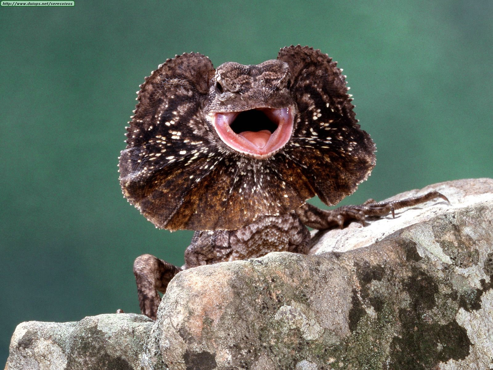 Fotos de lagartos e iguanas (I)